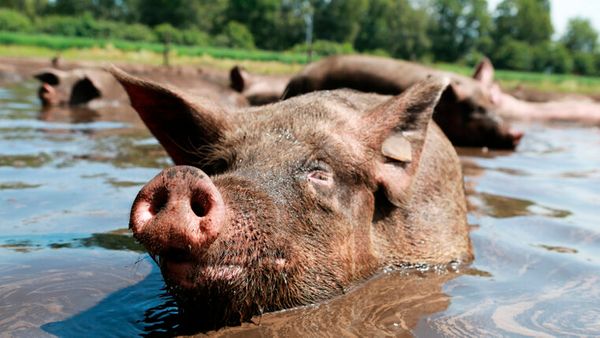 Waarom ben je vegan?